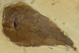 Fossil Leaf (Prunus) - Montana #270975-1